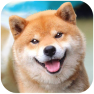 Akita Dog Simulator(秋田犬模拟器)