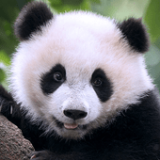 大熊猫狩猎(The Panda)游戏下载-大熊猫狩猎(The Panda)2022下载地址v1.0.2