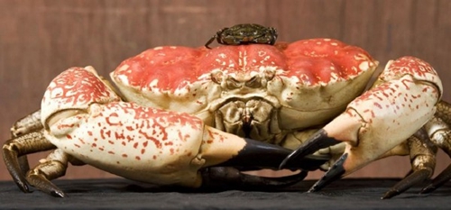 世界之最：最大的螃蟹之甘氏巨鳌蟹 体长3.4米