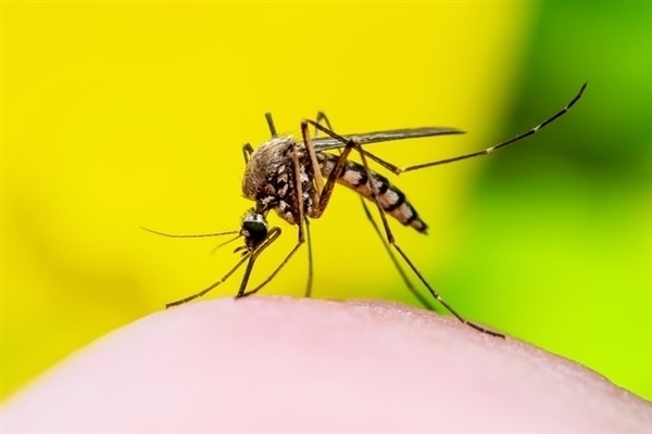 专家解释为什么三月就有蚊子了