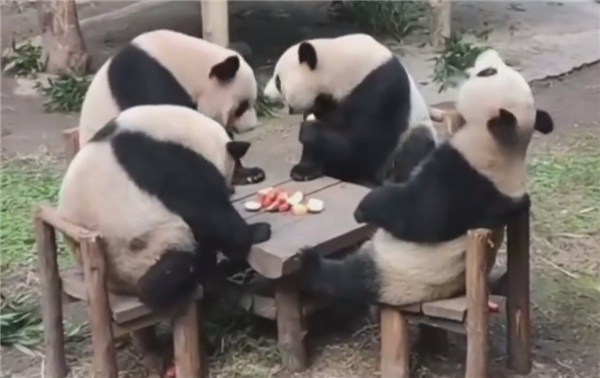 大熊猫饲养员数百份简历零录取，应聘者需要什么要求呢