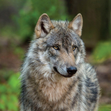森林狼生存模拟器手机完整版-森林狼生存模拟器安卓手机版下载v7.5
