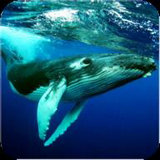 座头鲸模拟器3D最新版下载-座头鲸模拟器v1.0.2手机版下载